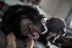 Nelly - schenkst du ihr ein endgültiges Zuhause?