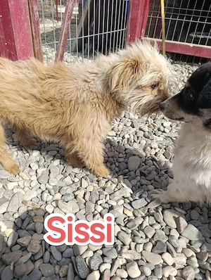 Sissi - kleine Kämpferin sucht ihr Zuhause für immer