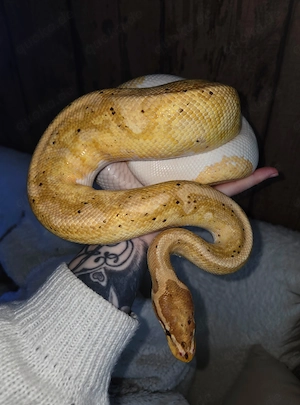 1.0 Banana Pastel Piebald Königspython regius