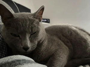 Deckkater russisch blau Bild 4