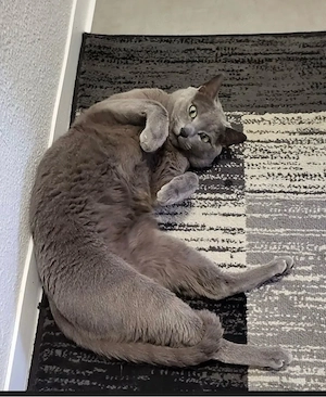 deckkater russich Blau Bild 3