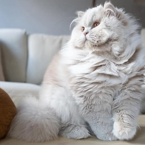 loli Britisch Kurzhaar Katzen und Kätzchen