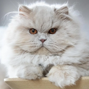 ja Schöne britische Shorthair Katzen und Kittens jetzt verfügbar