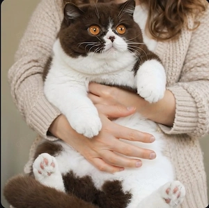 britischen Kurzhaar-Katzen und Kitten zur Verfügung