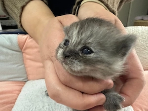 Bkh katze 