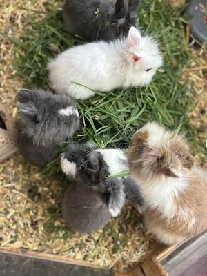 Verschiedene Kaninchenkinder 
