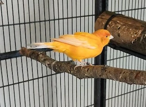 3 wunderschöne Kanarienhähne 