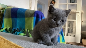 BKH Kitten blue Line Bild 3