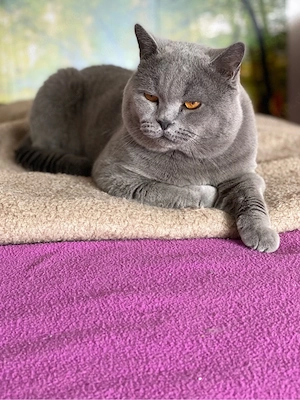 BKH Kitten blue Line Bild 9