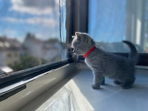 BKH Kitten blue Line Bild 2