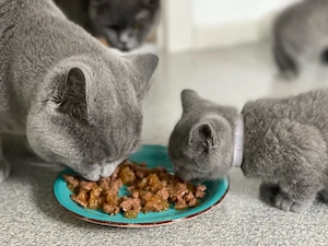 BKH Kitten blue Line Bild 6