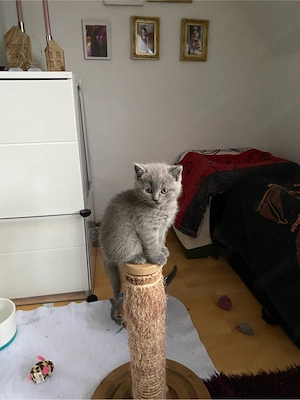 BKH Kitten blue Line Bild 8