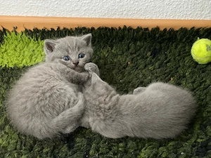 BKH Kitten blue Line Bild 7