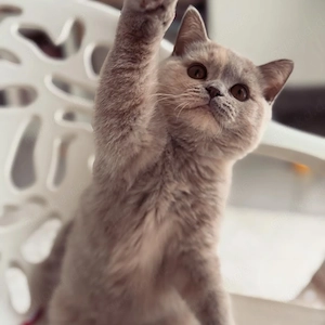 Britisch Kurzhaar Katzen und Kätzchen