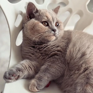 Britisch Kurzhaar Katzen und Kätzchen k