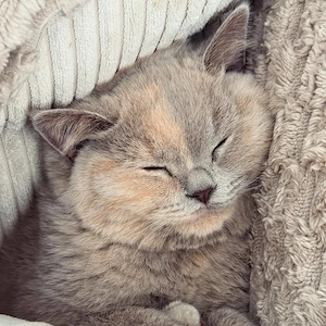 lolo Britisch Kurzhaar Katzen und Kätzchen