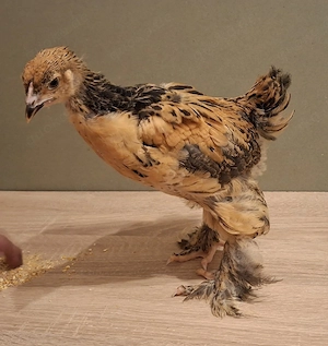 Brahma Küken  Bild 5