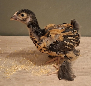 Brahma Küken  Bild 4