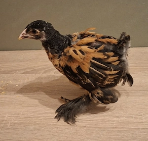 Brahma Küken  Bild 3