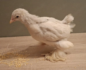 Brahma Küken 