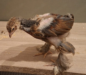 Brahma Küken  Bild 2