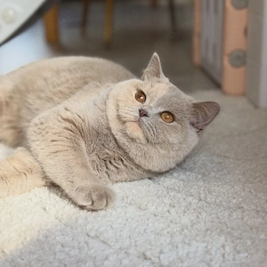 Britisch Kurzhaar Katzen und Kätzchen