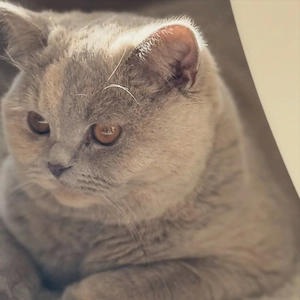 wunderschöne Britisch Kurzhaar Katzen und Kätzchen