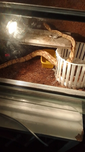 Verkaufe eine männliche Schlange 