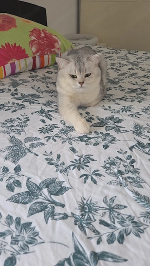 Deckkater Britisch Kurzhaar   Silber Shaded  2 Jahre  Bild 5