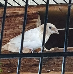 Tausche Paare Mövchen 