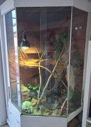 2 Kornnattern in gute Hände abzugeben 