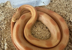 4 Kornnattern in gute Hände abzugeben 