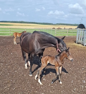 Oldenburger Zuchtstute Stute 15J   1.71m Rubinero II x Danone I