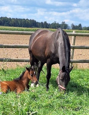 Oldenburger Zuchtstute Stute 15J   1.71m Rubinero II x Danone I