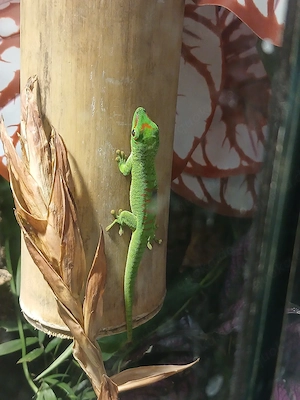 Madagaskar Taggecko, Phelsuma Grandis Jungtiere (adult max.25-30cm)