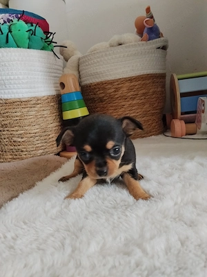 Reinrassiger Chihuahua Welpe Rüde black&tan