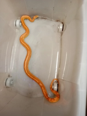 Gebe 2 Kornnattern ab