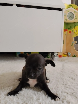 Reinrassiger Chihuahua Welpe Hündin darkbrown&white