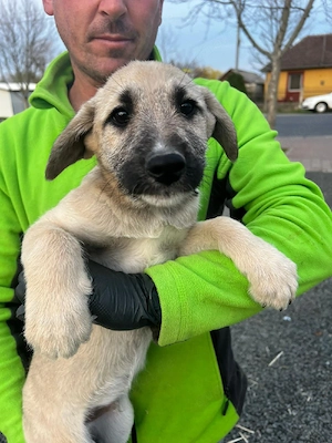 Junger Rüde aus Rumänien sucht liebevolles Zuhause
