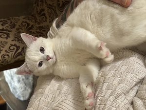 Bkh mix Kater kastriert 