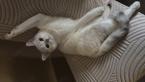 Bkh mix Kater kastriert 