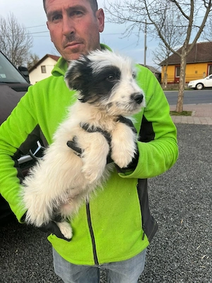 Teddy aus Rumänien sucht liebevolles Zuhause Bild 2