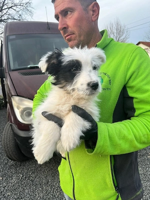 Teddy aus Rumänien sucht liebevolles Zuhause Bild 4