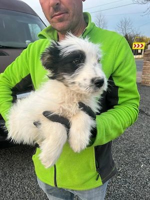 Teddy aus Rumänien sucht liebevolles Zuhause Bild 3