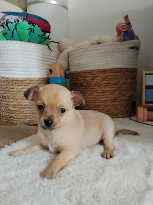 Reinrassiger Chihuahua Welpe Rüde (gold&white)
