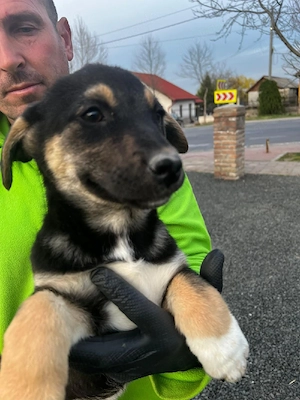 Junge Hündin aus Rumänien sucht liebevolles Zuhause