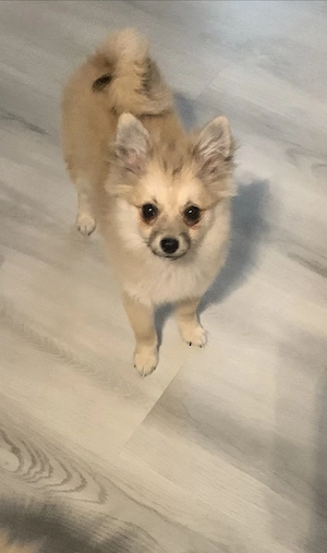 Welpen  Pomeranian -DeutscherSpiz Bild 2