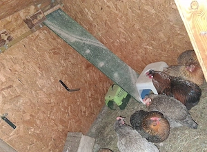 Hühner Hahn. +2 Hennen