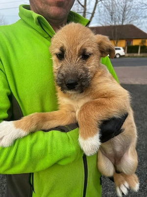  Junge Hündin aus Rumänien sucht liebevolles Zuhause