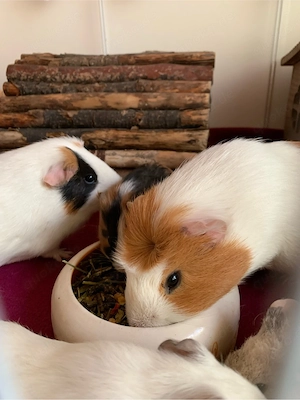 Zwei Meeridamen suchen Zuhause